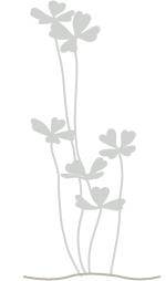 Icone de uma flor